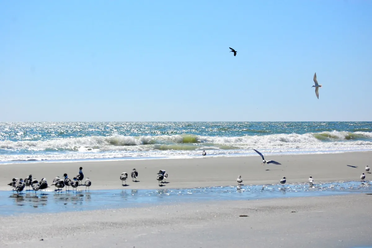 This image features gentle waves lapping the sandy shore, with sunlight reflecting off the water and seagulls in flight. The beach stretches invitingly, creating a peaceful, romantic seaside setting.